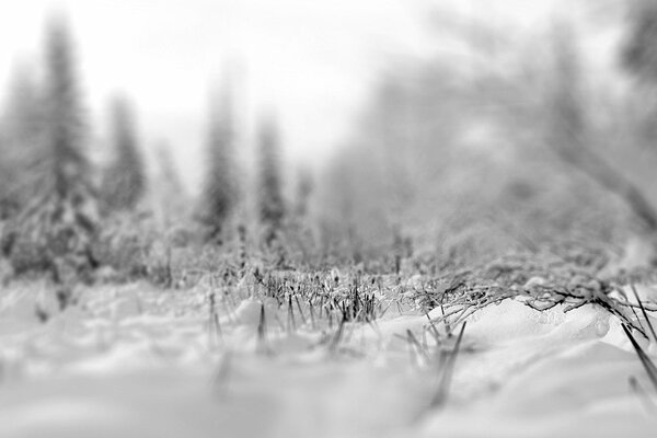 A blurry image of a snowy forest