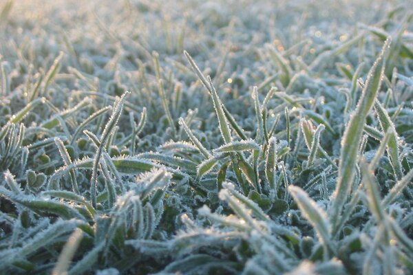 Das grüne Gras wurde mit Frost bedeckt
