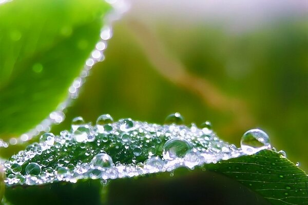 Dew drops on a leaf close-up