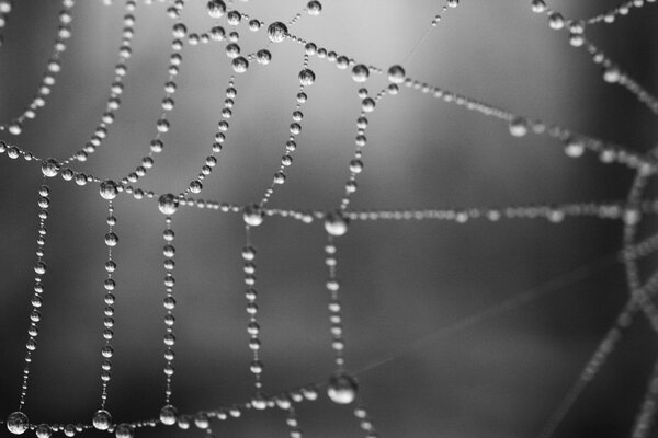 Partie de toile d araignée dans des gouttes d eau en noir et blanc