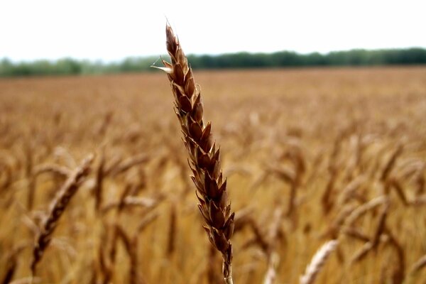 The accent in the photo is on the spikelet in the field