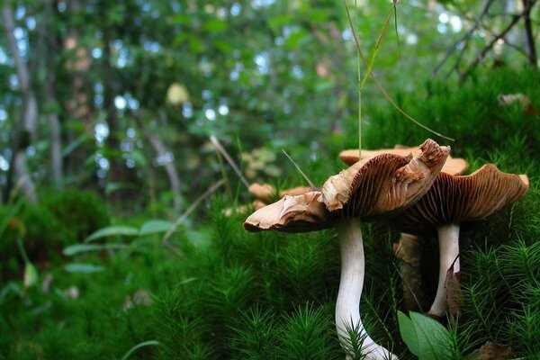 Les champignons poussent dans une clairière forestière