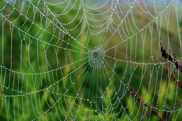 Regentropfen an Spinnfäden