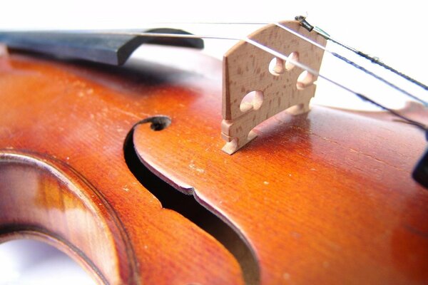 Close-up of violin strings