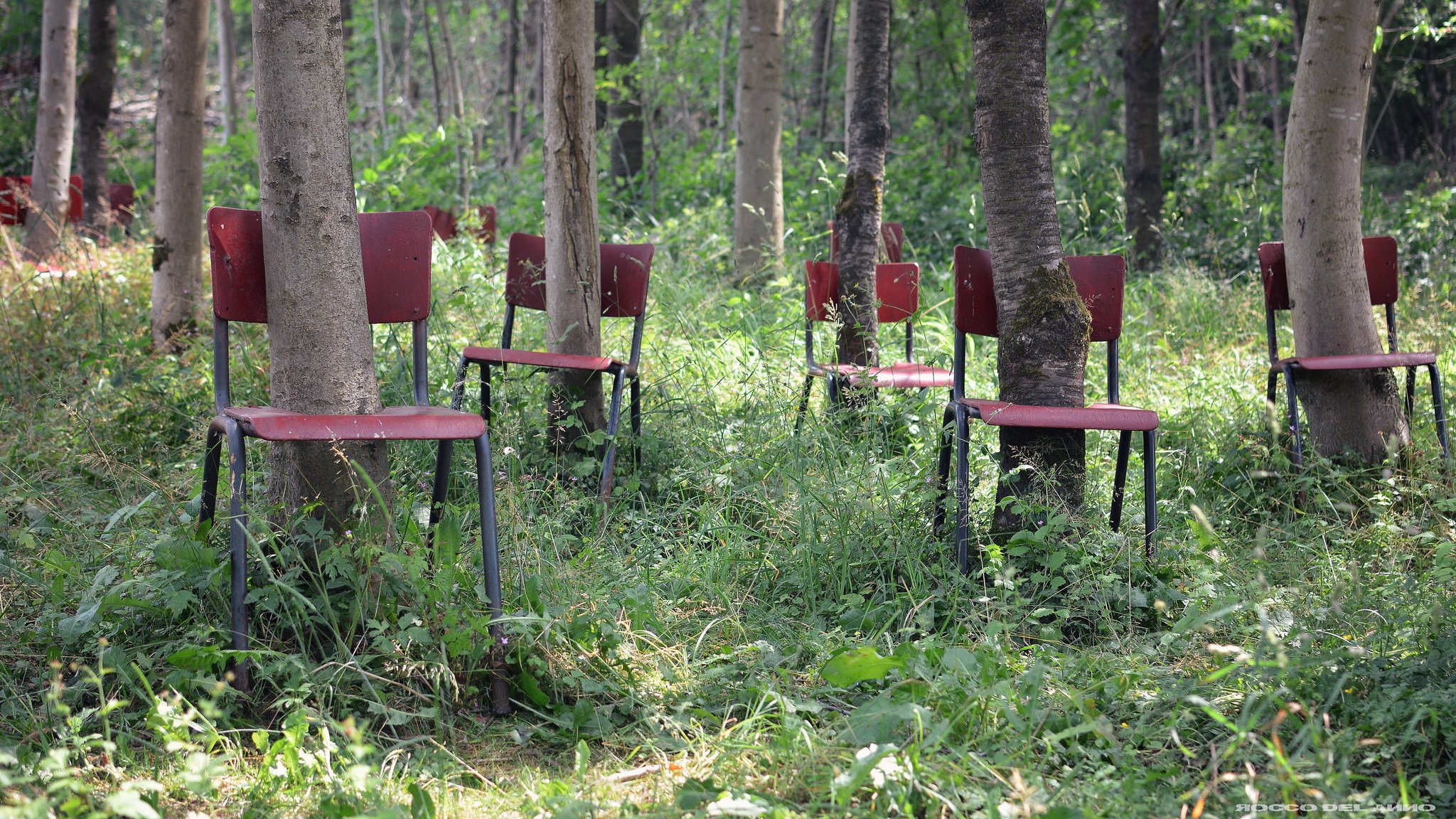 arbres chaises forêt