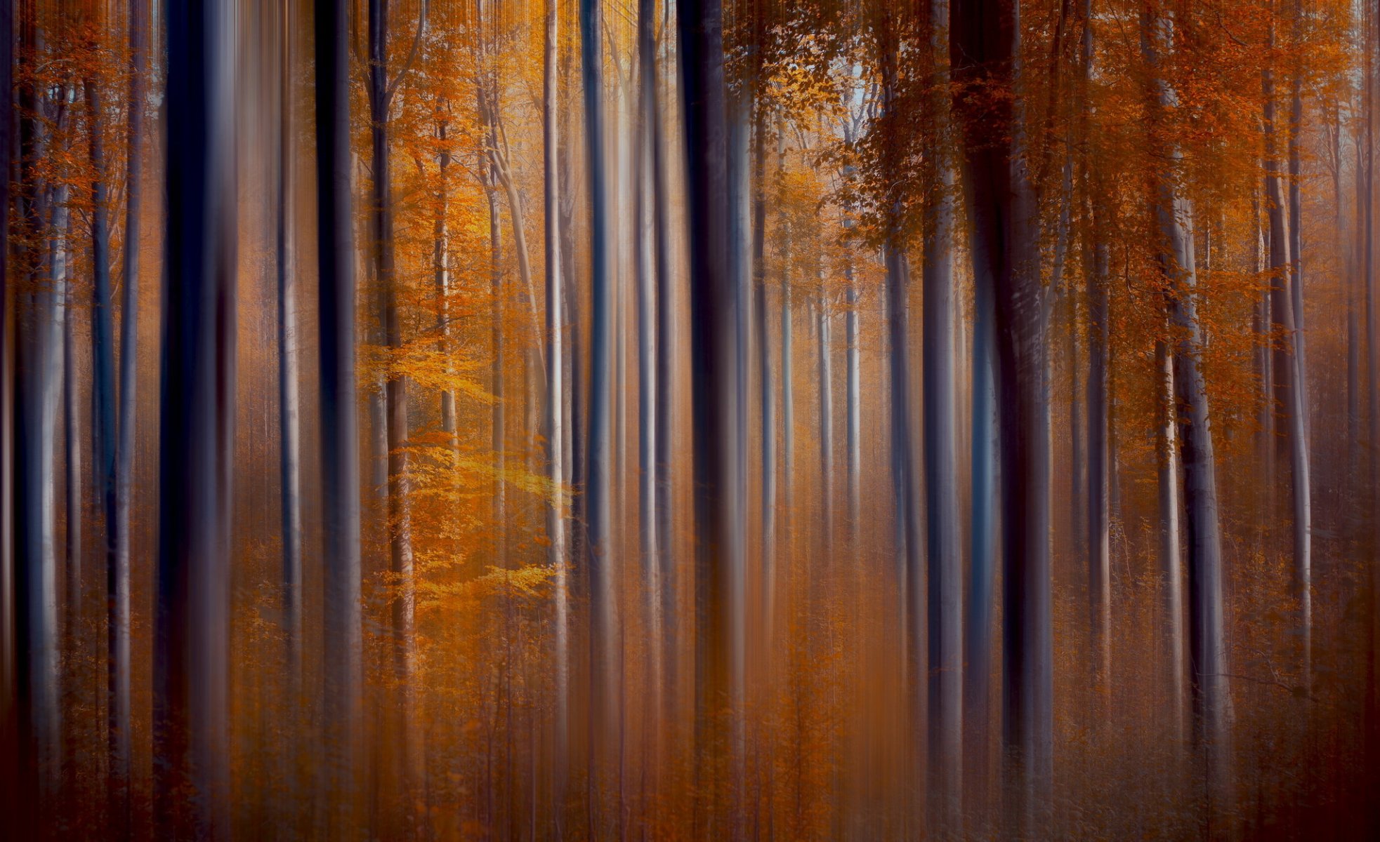 bäume herbst natur