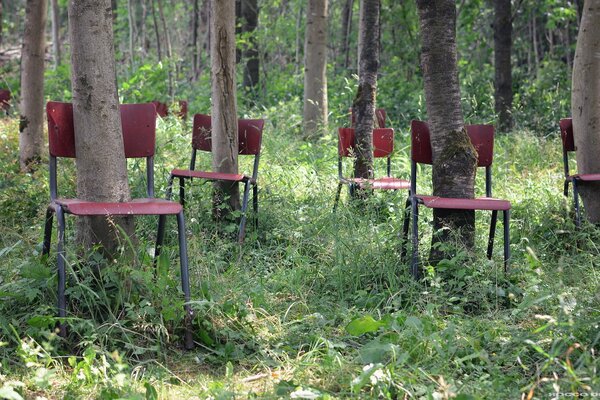 Bäume mit Stühlen im Wald