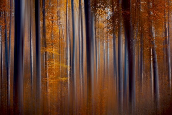 Bosque de otoño entre los rayos del sol