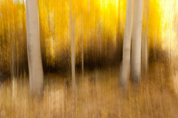 Automne doré dans la forêt