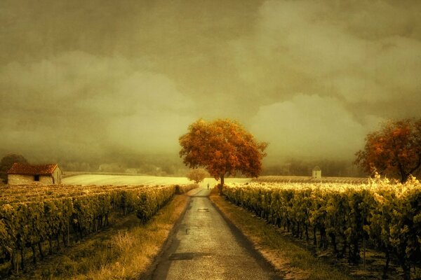 A road running through a vineyard illuminated by the evening sun