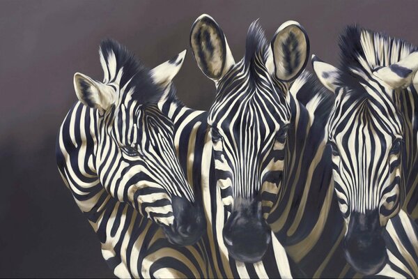 A picture of three zebras on a dark background