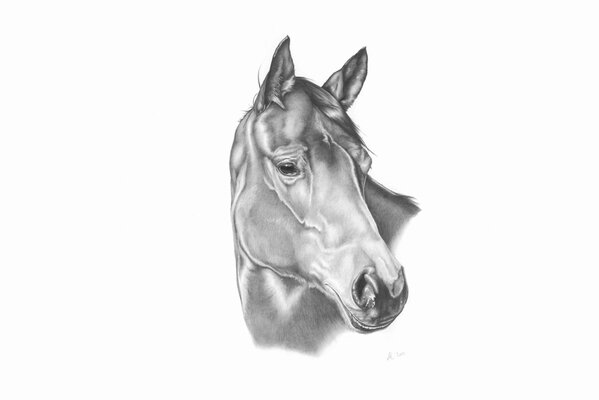 Pencil drawing saddened look of a horse 