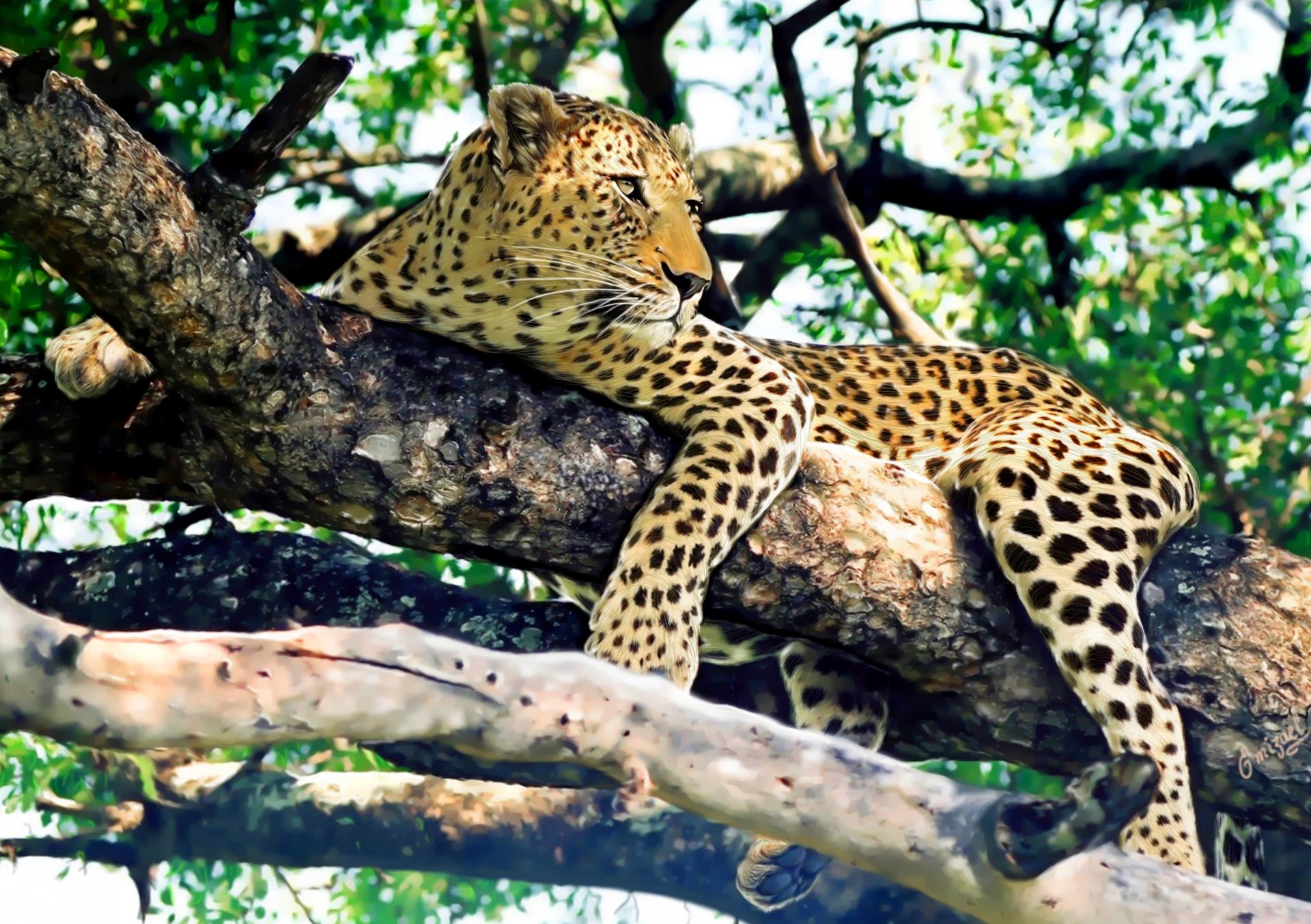 leopard baum ruhe blick raubtier