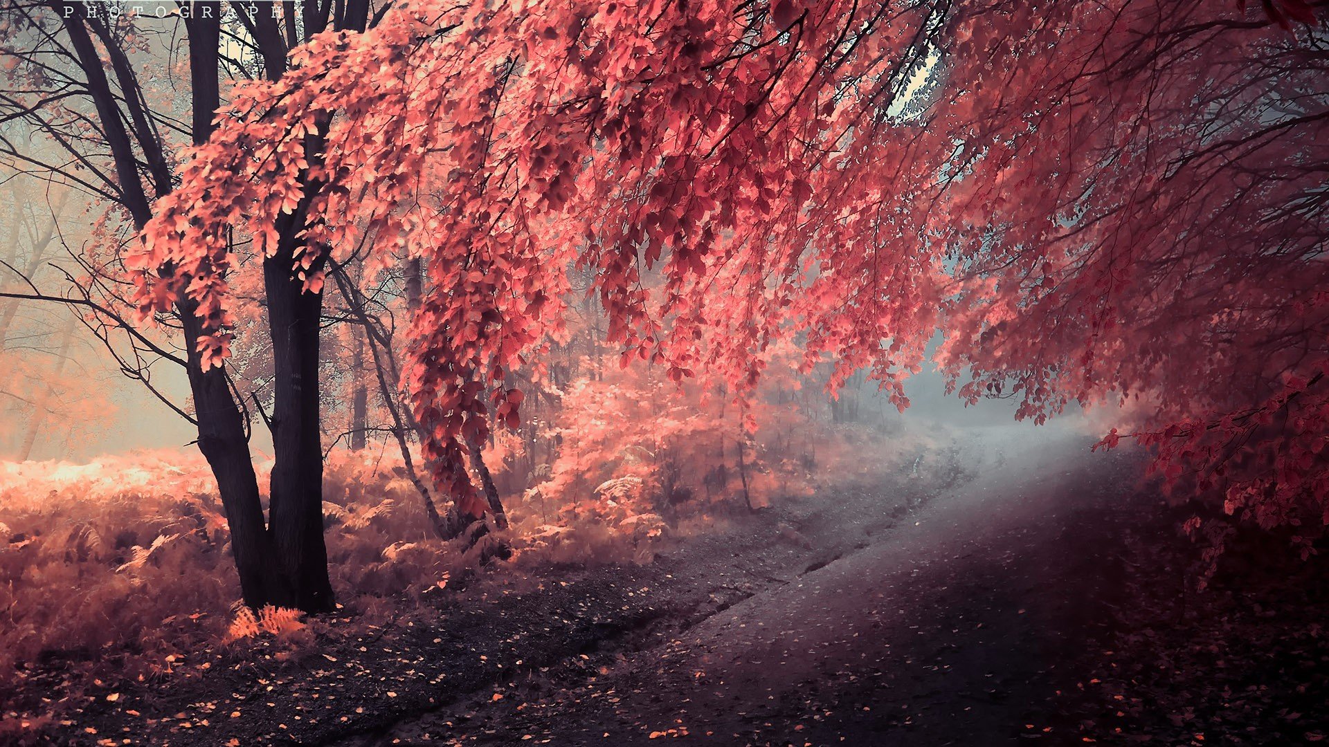 malerei herbst bäume straße