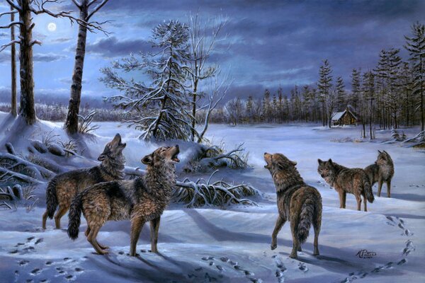Branco di lupi nella foresta invernale