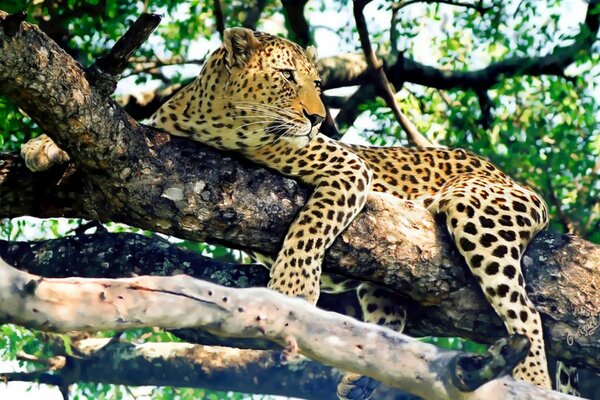 Un léopard gracieux repose sur un arbre