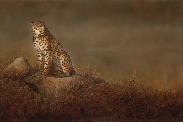 Leopard in der Steppe auf einem Spaziergang