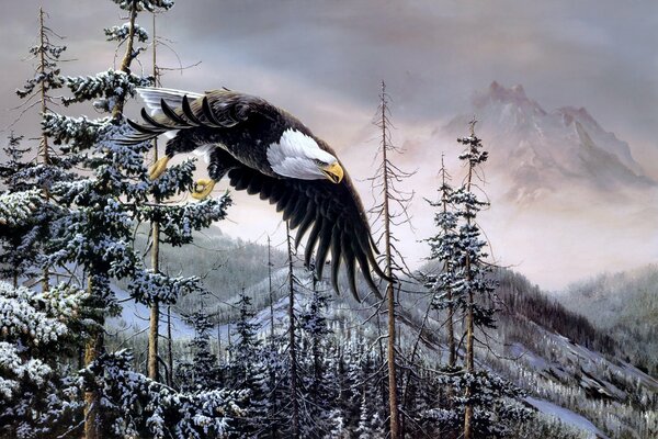 Bald eagle flying on the edge of the forest