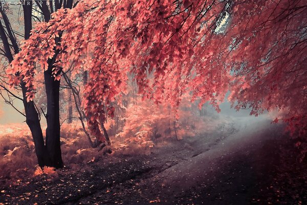 Autumn dressed the trees in red