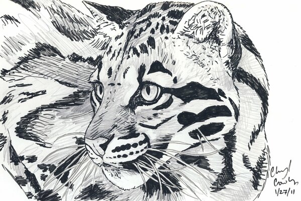 Pencil drawing of a tiger in black and white