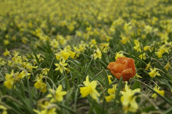 Un champ de jonquilles et un coquelicot