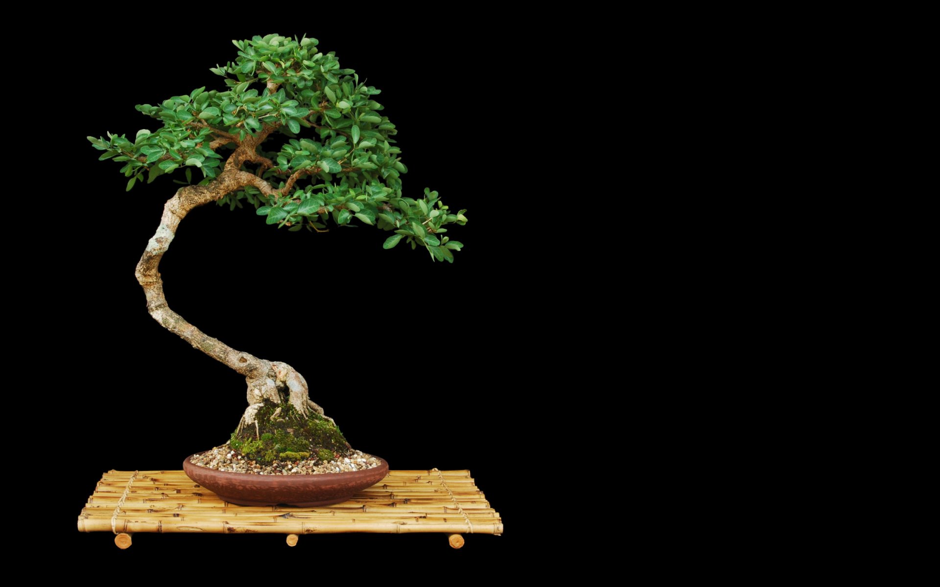 bonsai albero supporto vaso minimalismo foglie