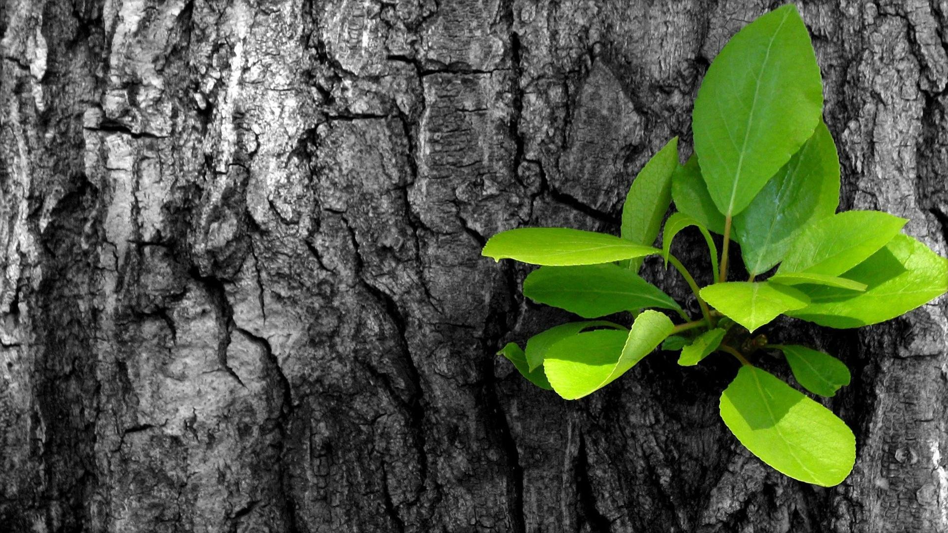 árbol brote hojas