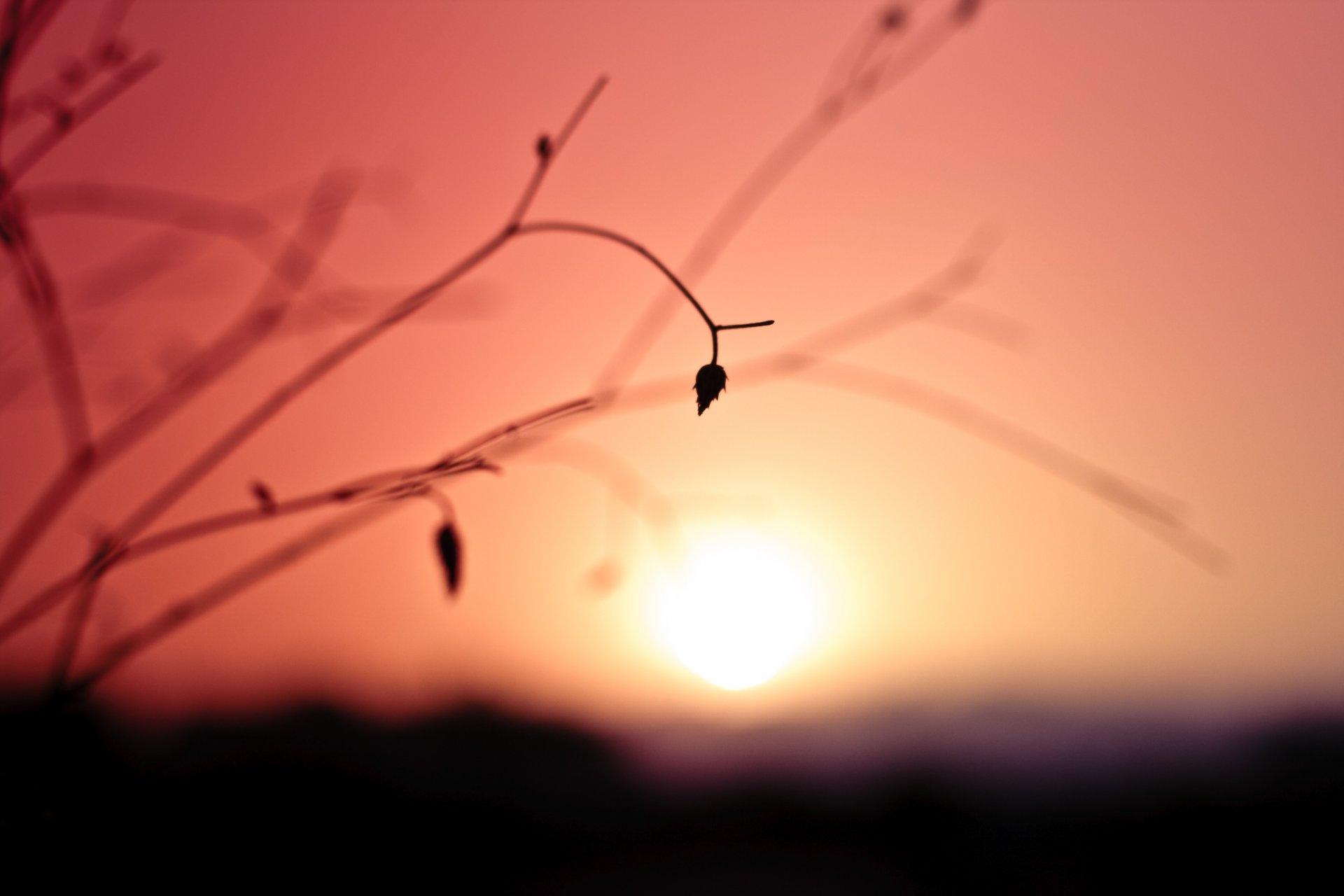 pianta fiore secco foglia ramoscello cielo colori tramonto sole distanza sfocatura macro