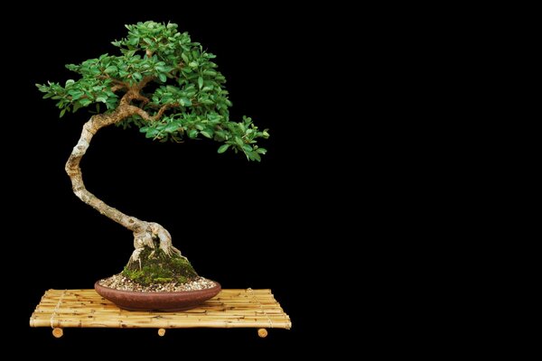 Bonsai in goshka black background