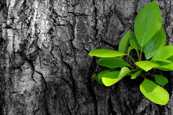 A sprout of green leaves on a tree