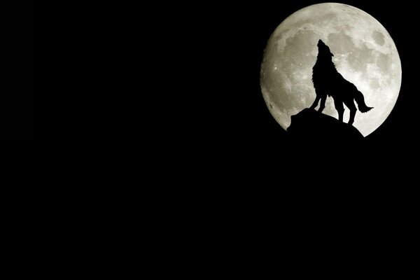 Nuit, lune, silhouette de loup, loup hurlant à la lune