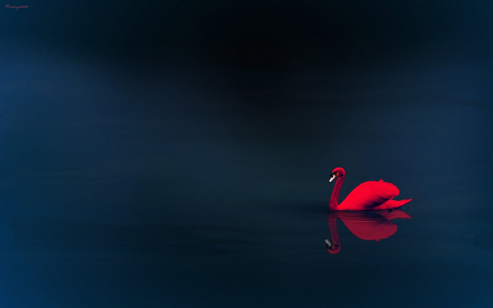 red swan reflection water