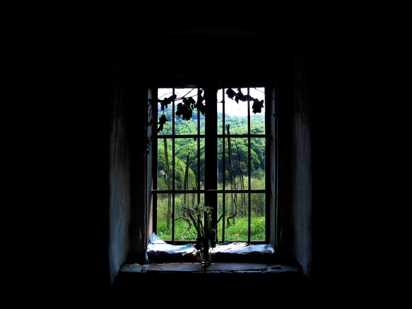 ventana fondo negro bosque