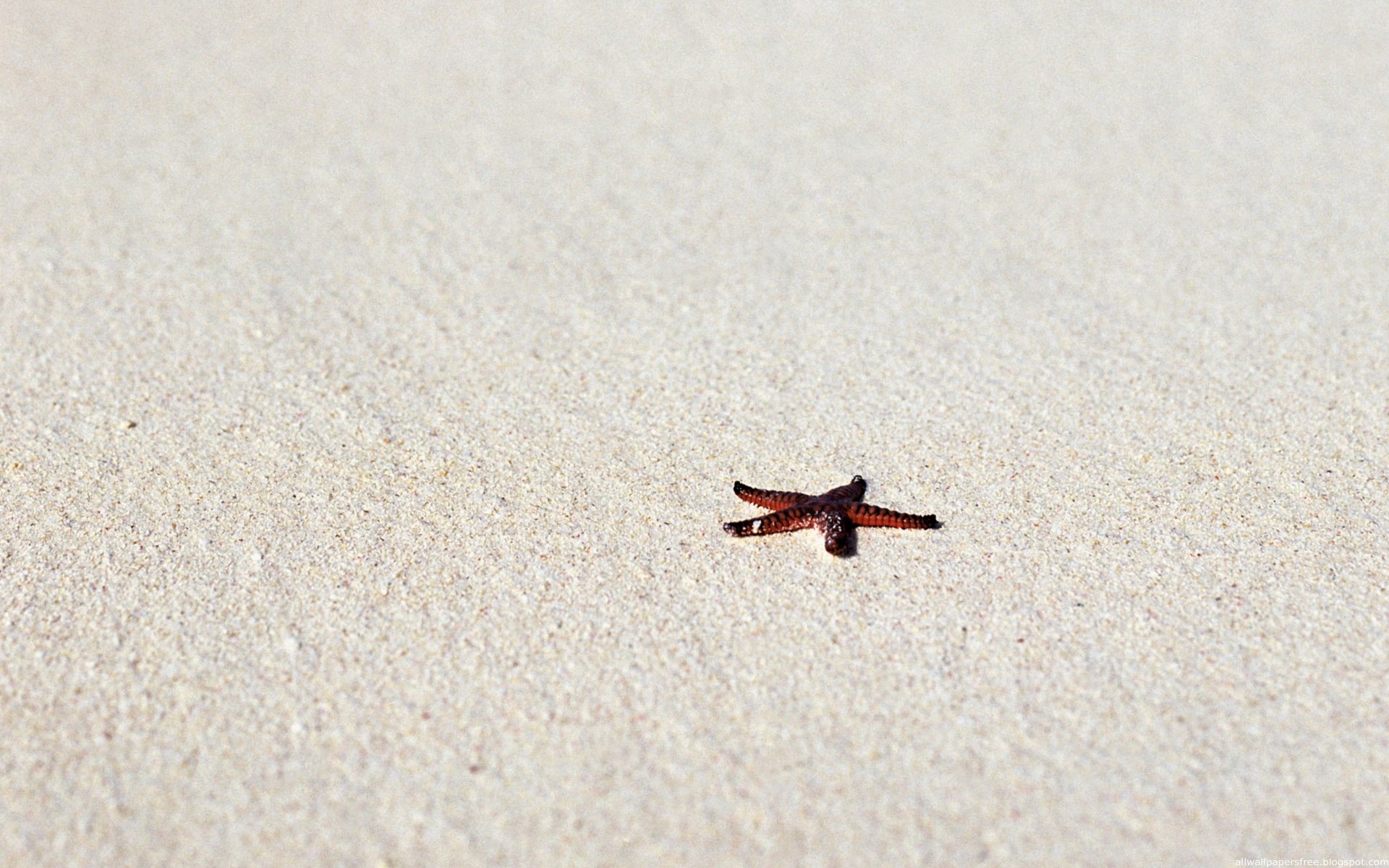 beach sea star