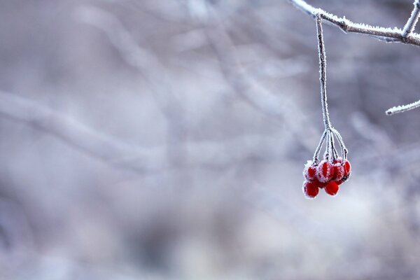 Ramita de ceniza de montaña roja en la nieve