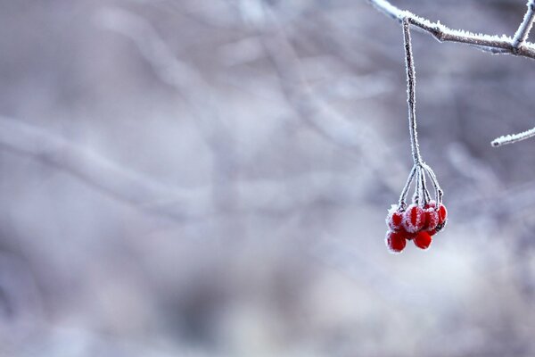 Brindille de sorbier rouge dans la neige