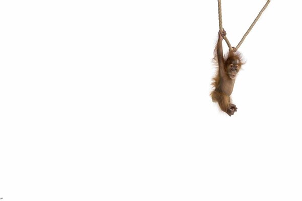 A little monkey is hanging on a rope