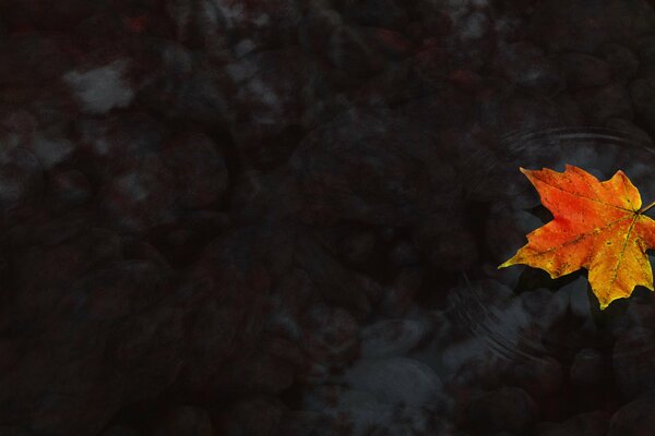 Hoja de arce en otoño en el agua