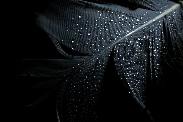 Water drops on a black feather