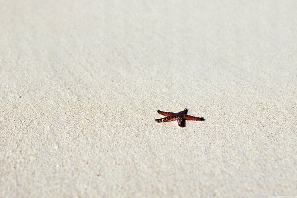 Seestern am Strand