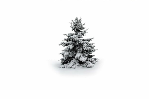 Arbre de Noël enneigé sur fond blanc