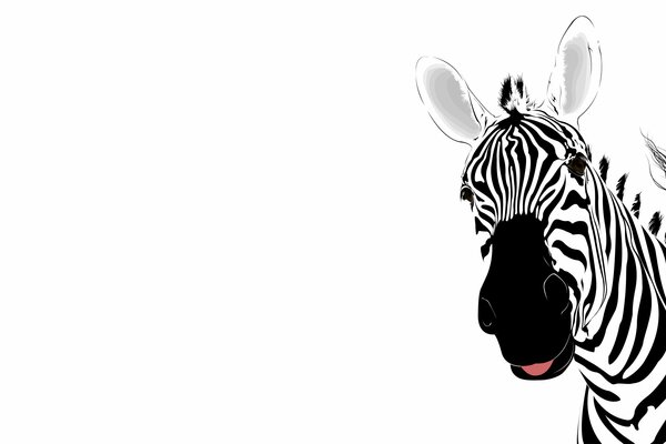 Zebra with a tongue. Abstraction on a white background