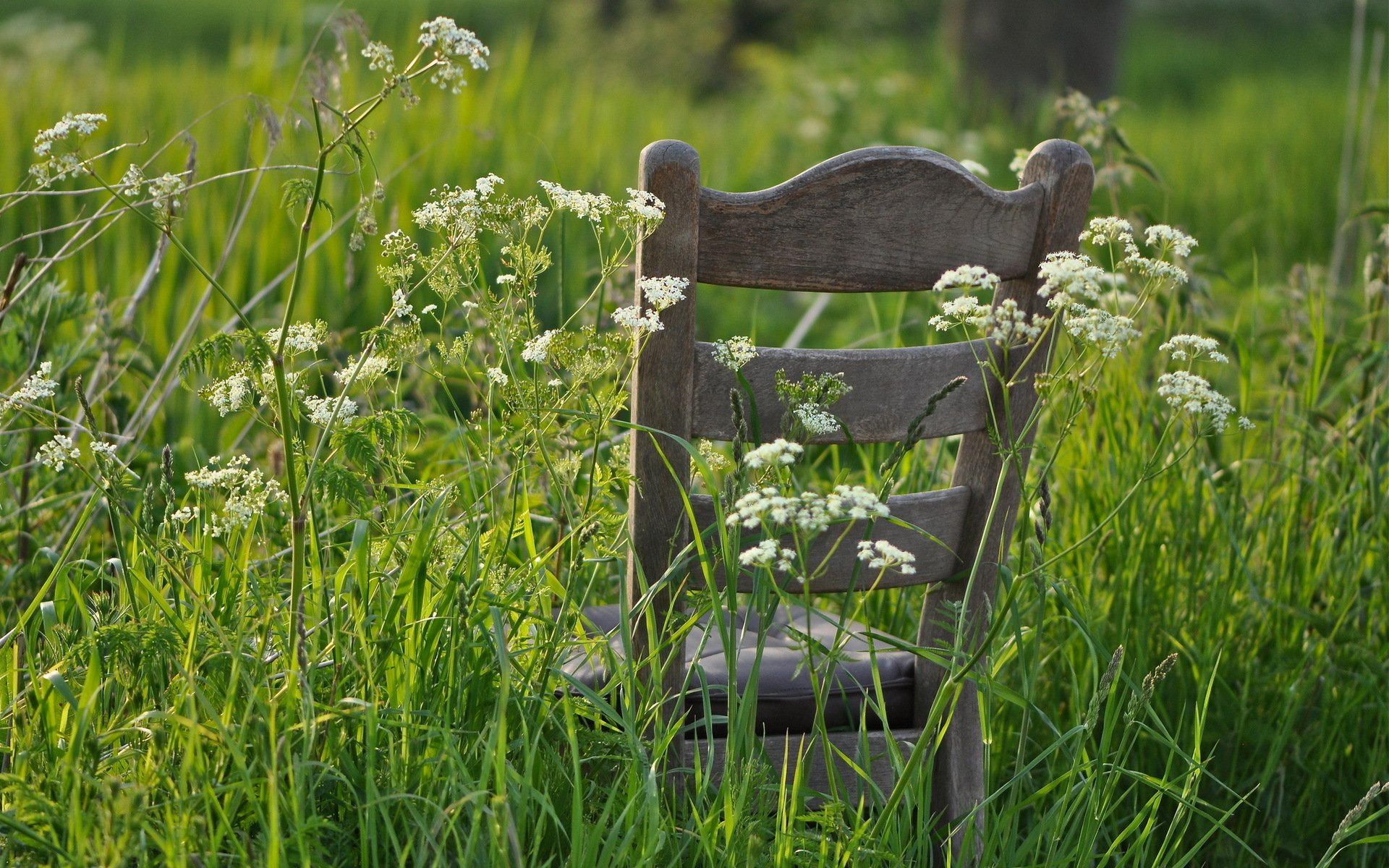 gras stuhl sommer