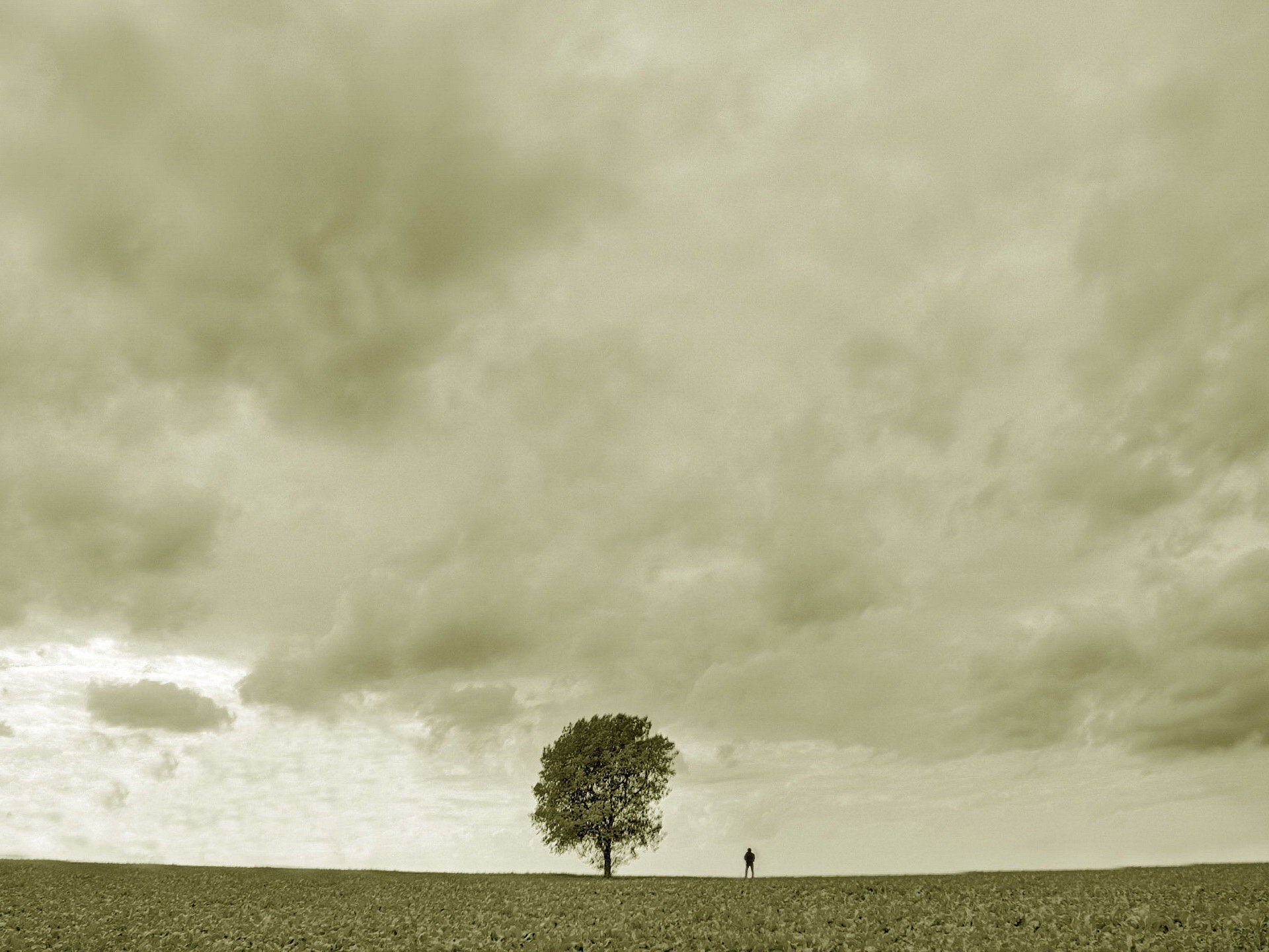 arbre homme tristesse