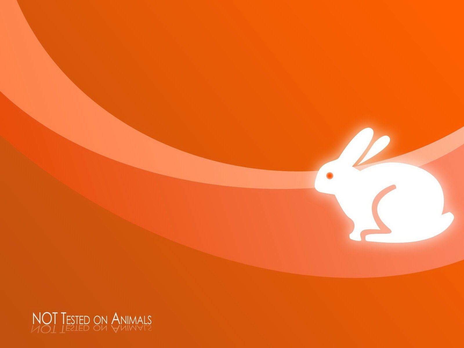 orange lapin minimalisme