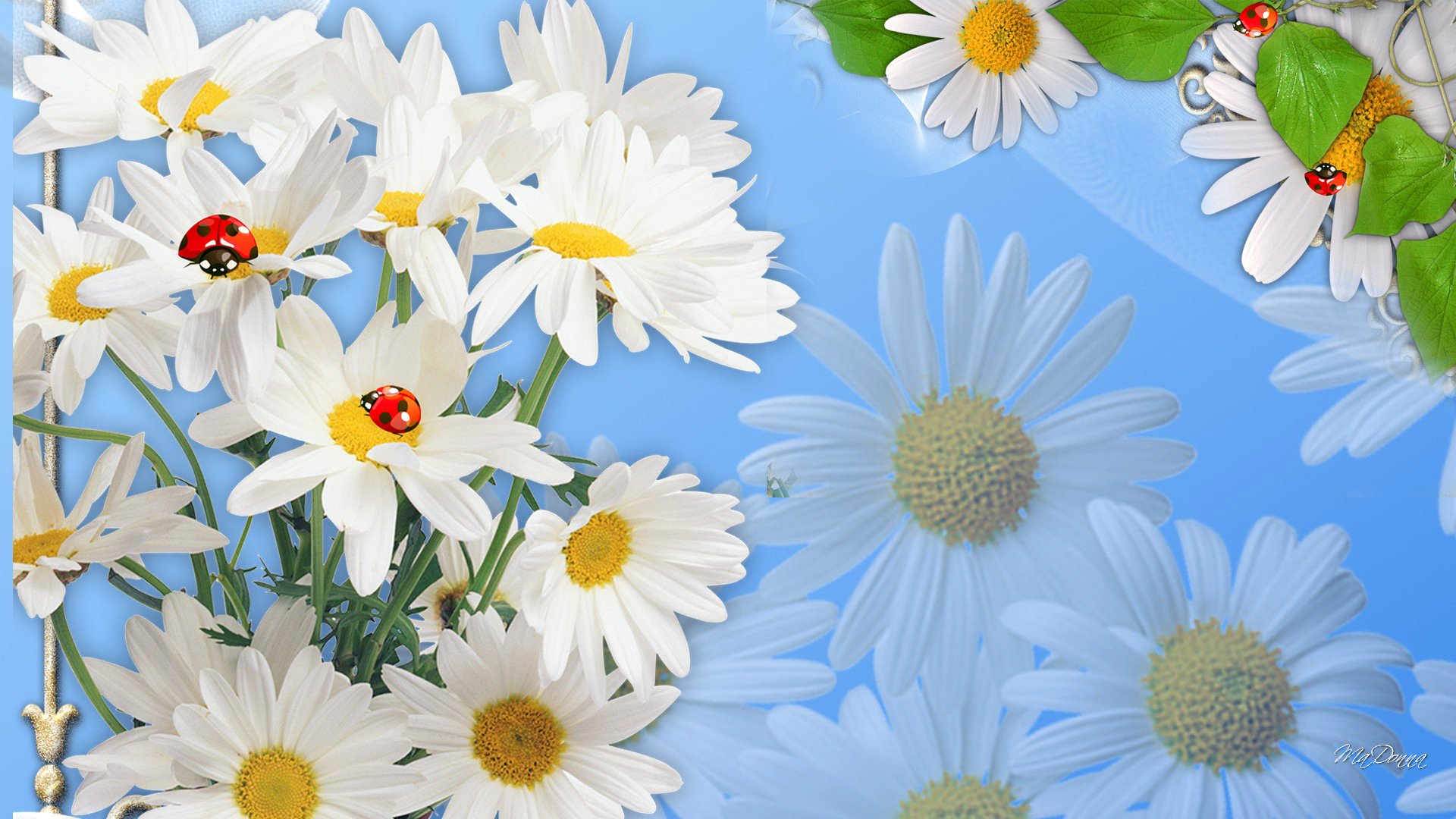 blumen gänseblümchen insekt marienkäfer collage natur