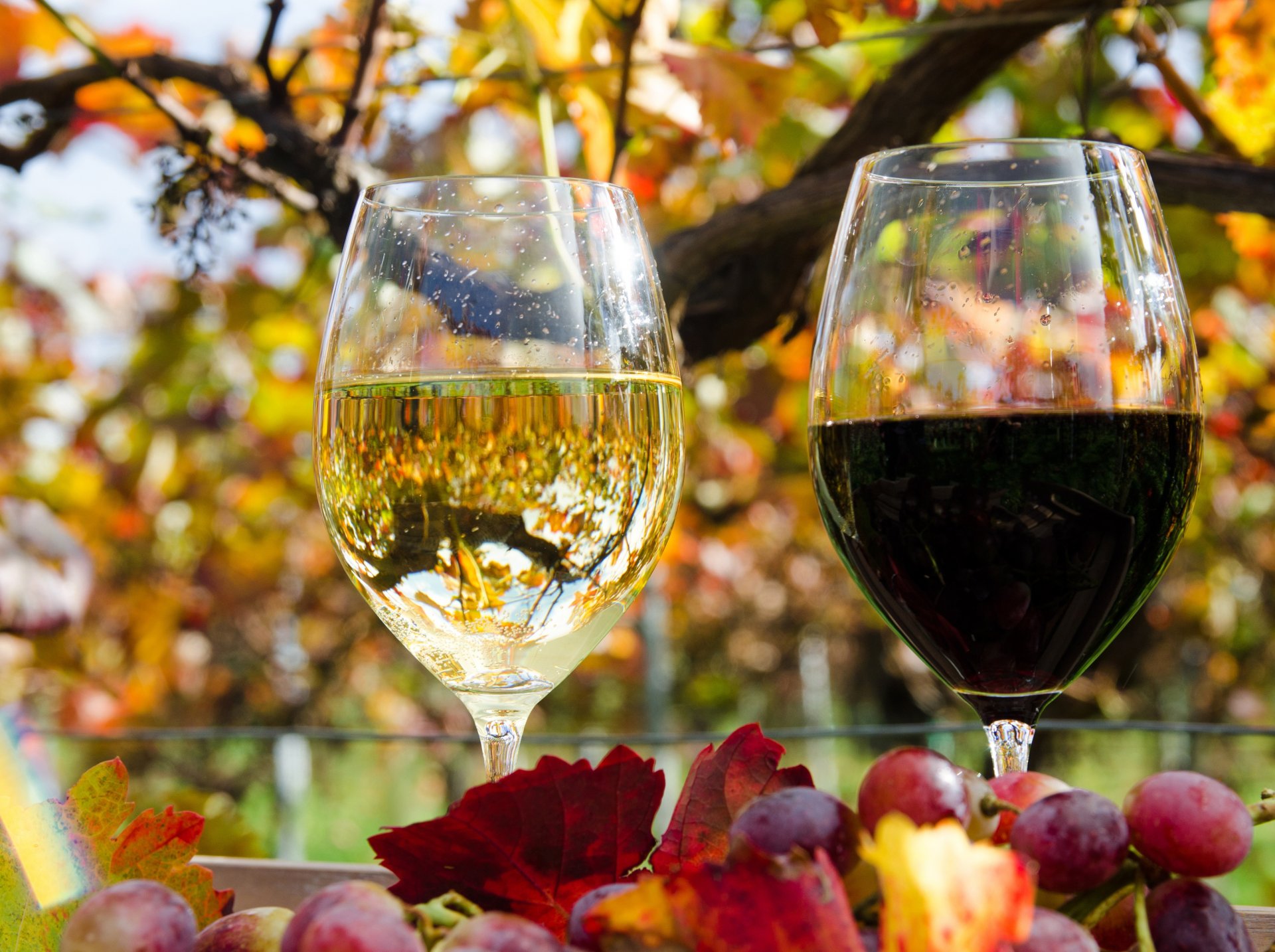 verres à vin réflexion vin blanc rouge feuilles automne