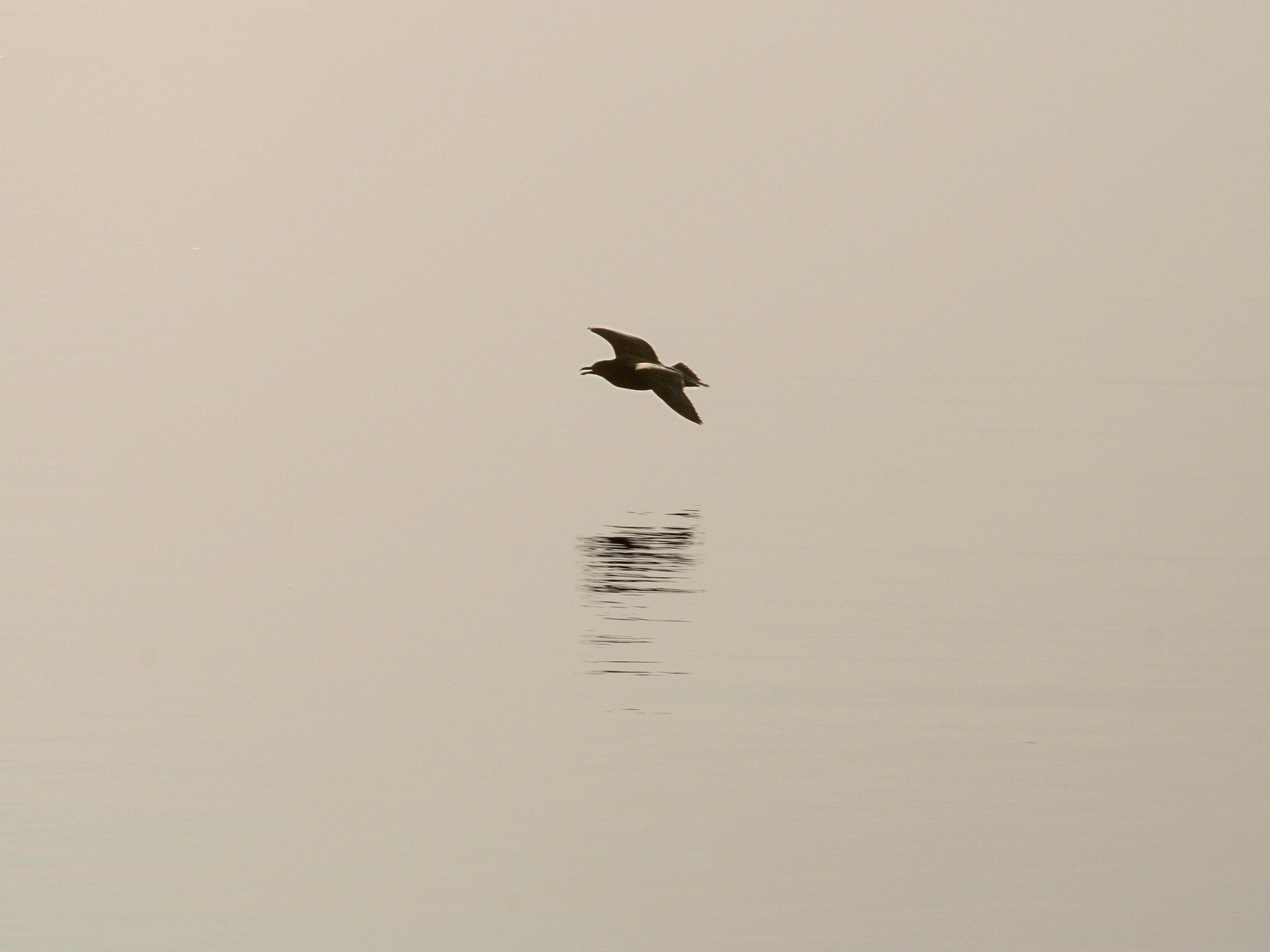 minimalismus vogel schatten