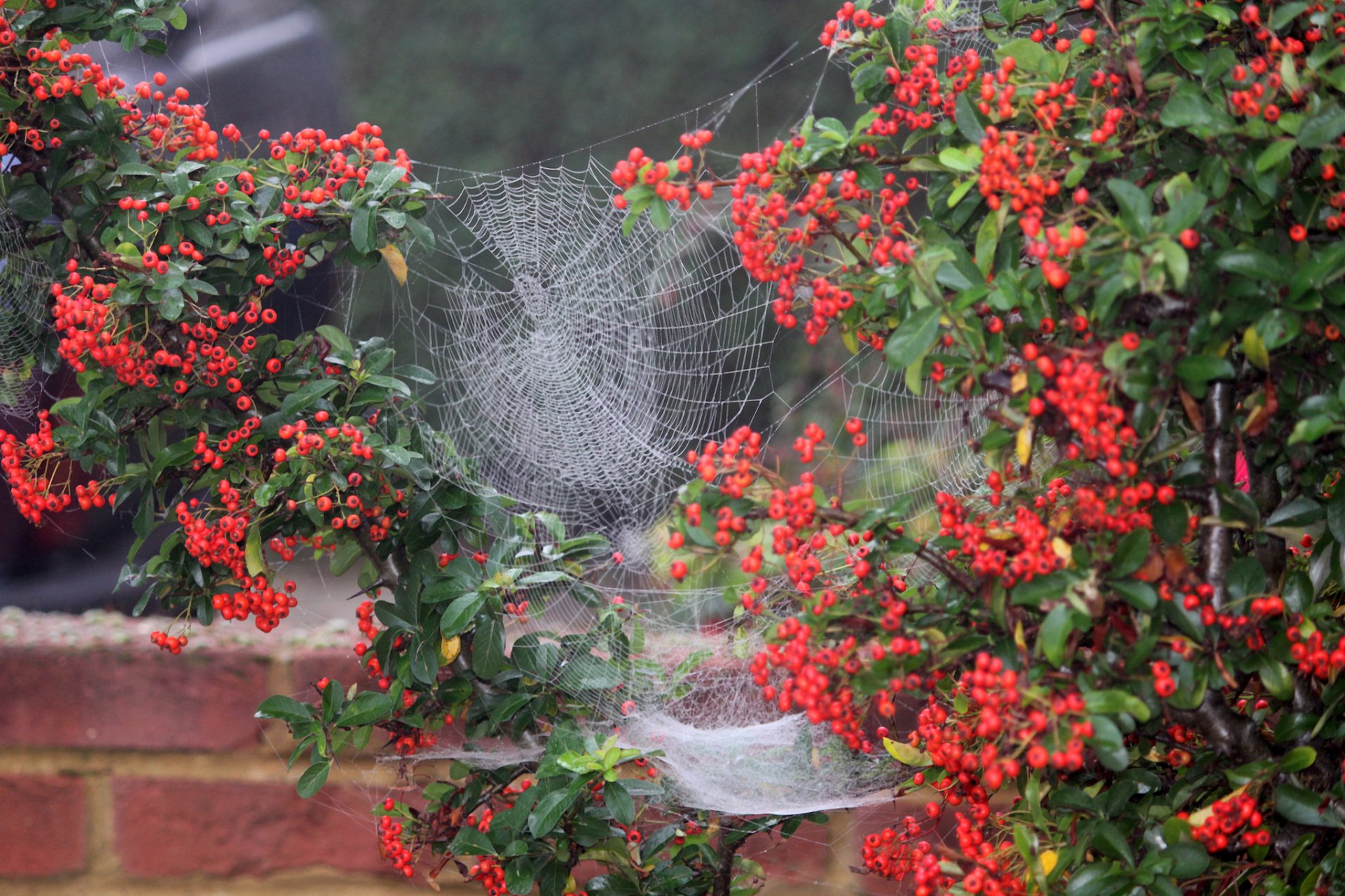 bush berries web yard close up