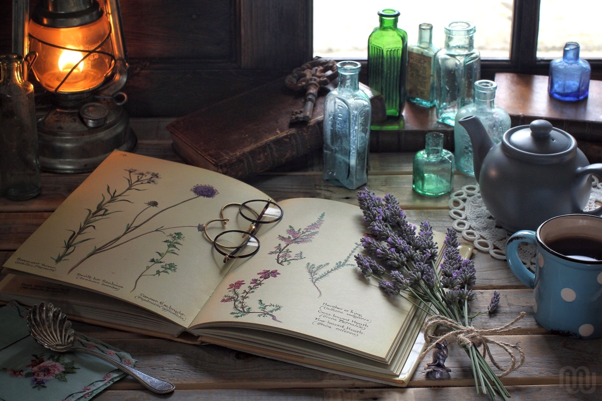 vintage libro erbario disegni fiori lavanda occhiali bottiglie lampada natura morta